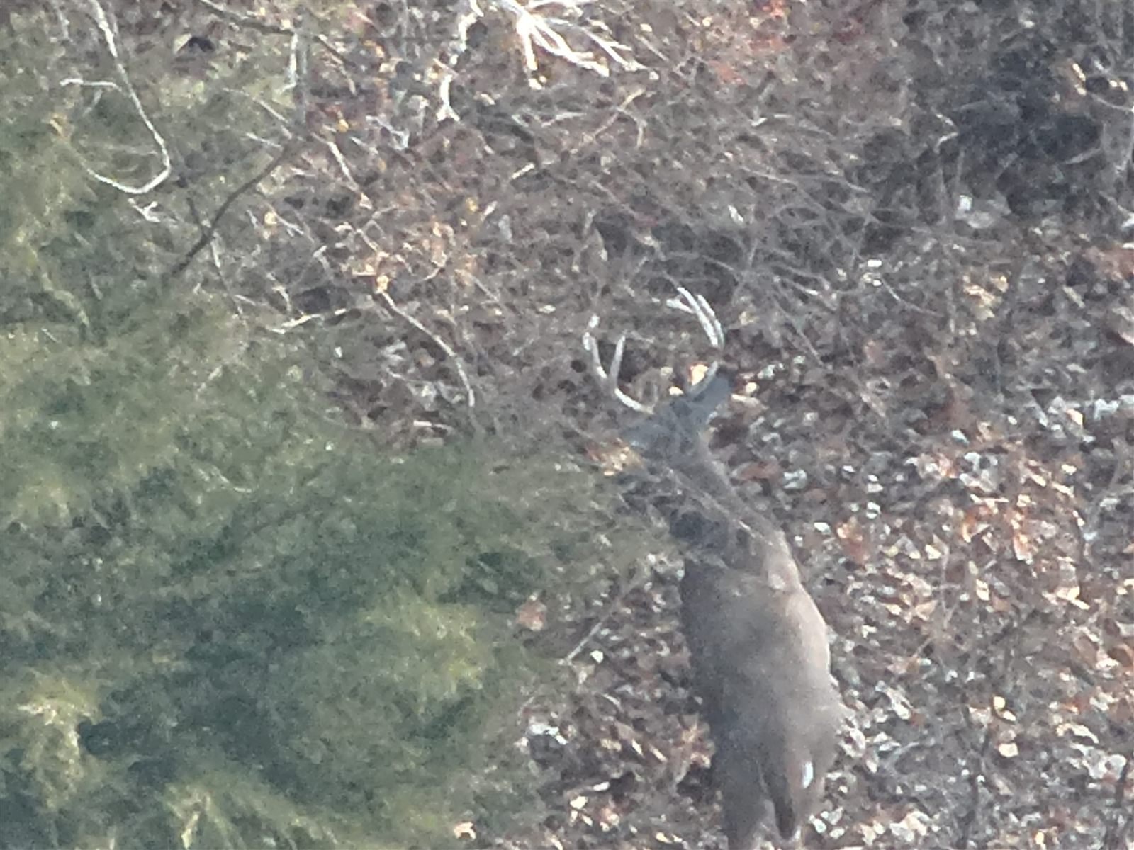 Zoomed aerial photo of a mature buck identified during a herd analysis flight