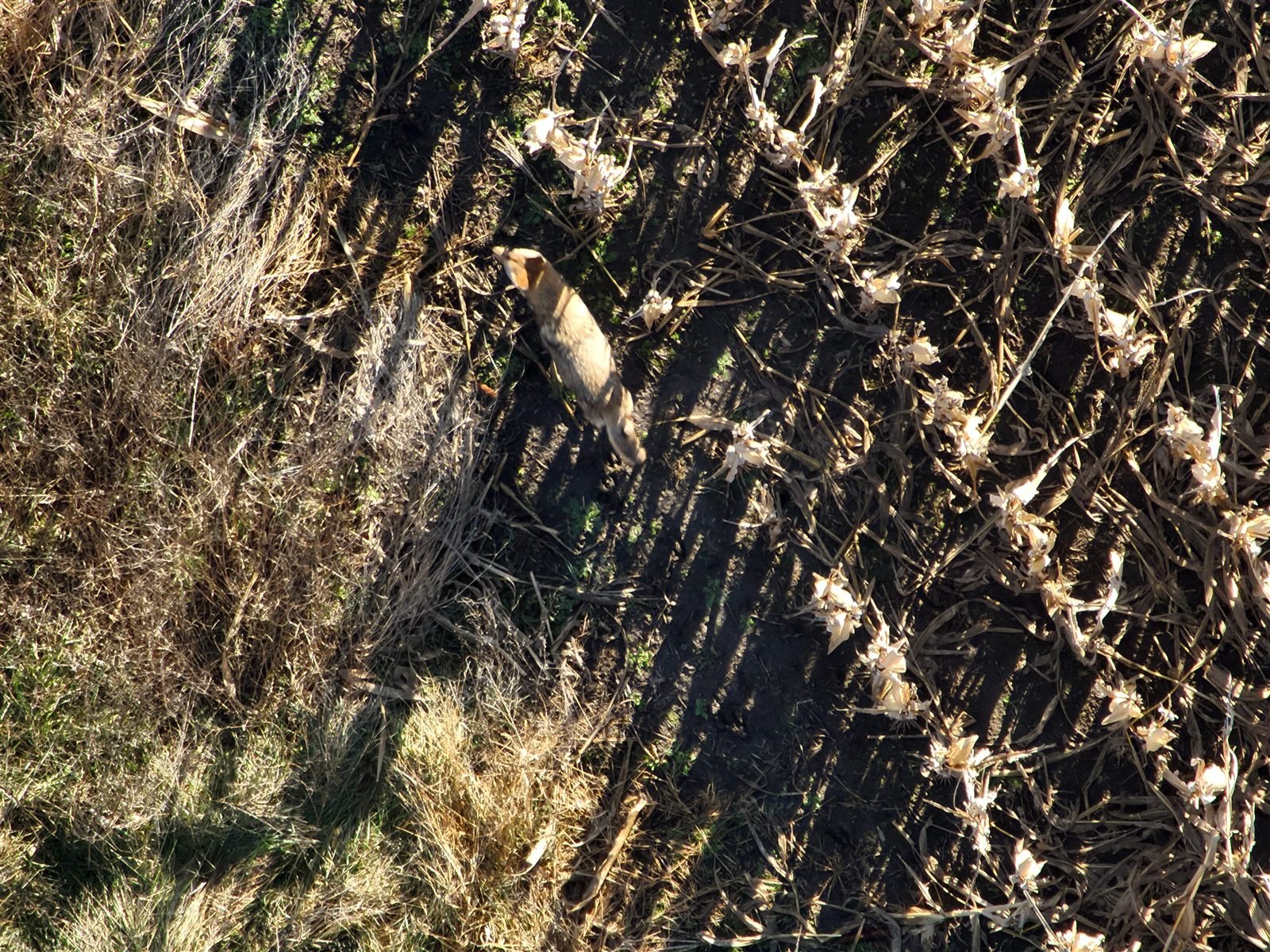 Zoomed aerial photo of a coyote spotted during a herd analysis flight