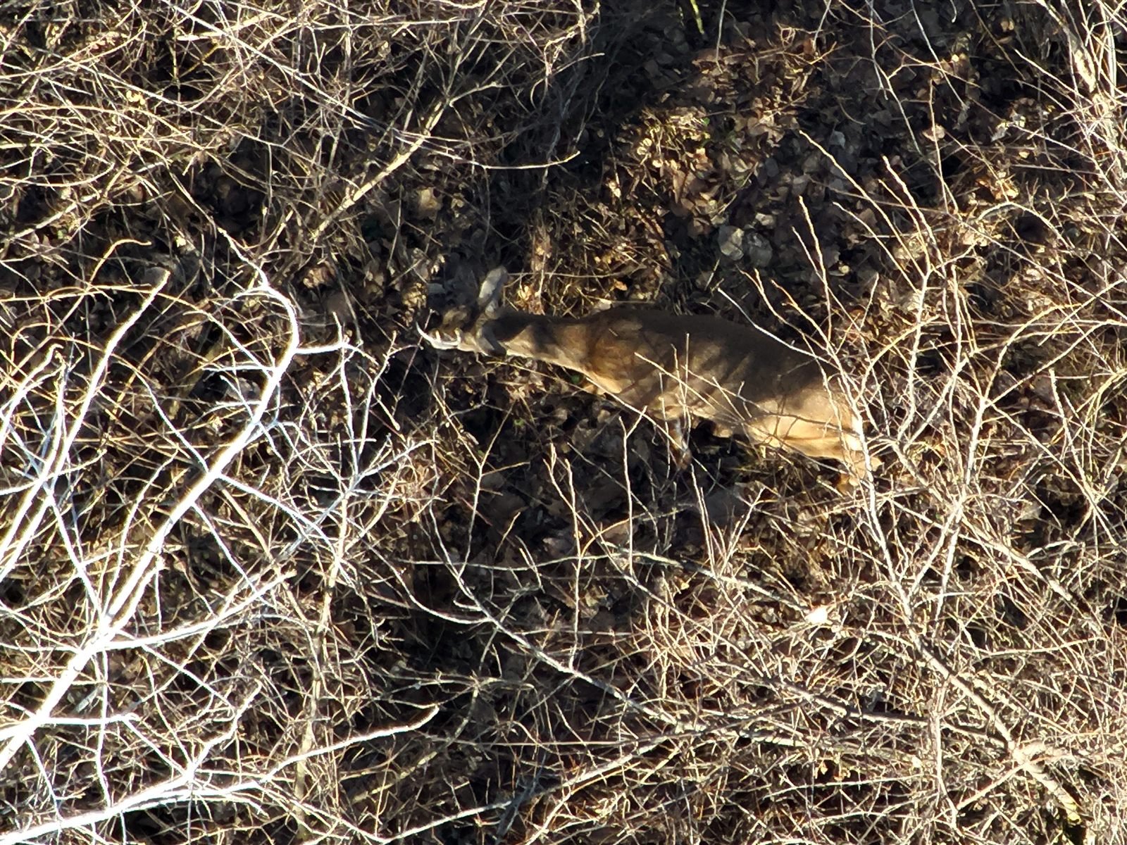Zoomed aerial photo of a young buck bedded in cover during a herd analysis flight