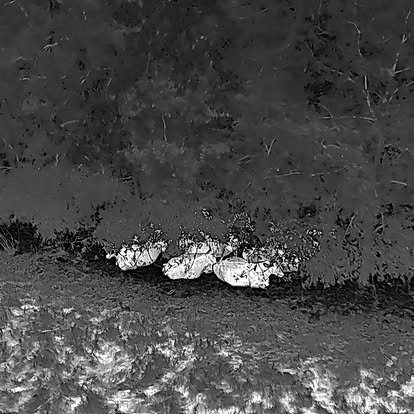 Thermal drone view locating livestock bedded in brush