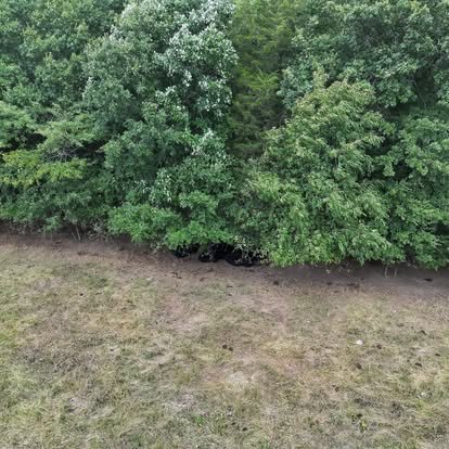 Aerial view of animals bedded at a treeline