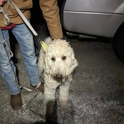 Recovered dog on a leash beside a truck at night